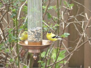 Goldfinches