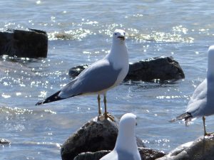 Surprised gull