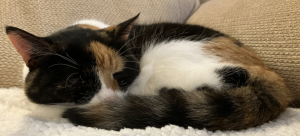 Cassie, a calico cat, curled up with her tail over her nose