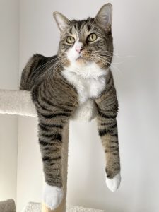 Copurrnicus sits on his cat tree with his chest up against the lip and his front legs dangling over the edge.
