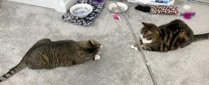 Grabbity and Copurrnicus playing with a fishing rod.