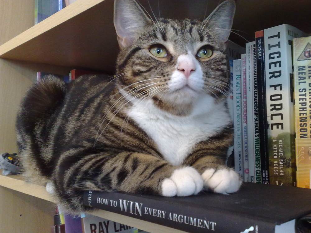 Grabbity, a tabby cat, sits on a bookshelf, on a book called 'How to Win Every Argument'. 