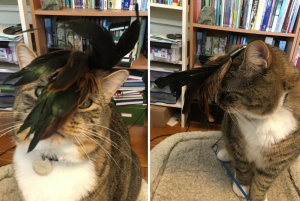 Copurrnicus with a feather toy on his head
