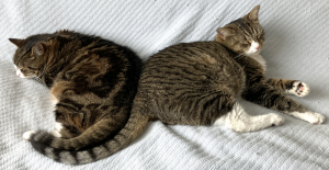 Two cats cuddle on a bed