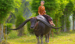 A woman riding a buffalo. 