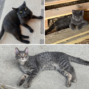 Three farm cats