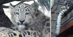 Snow leopards