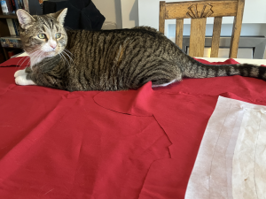 Copurrnicus sitting on my fabric