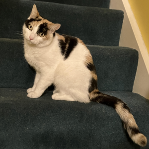 Sparrow, a calico cat, sitting on a green staircase looking very suspicious indeed. 