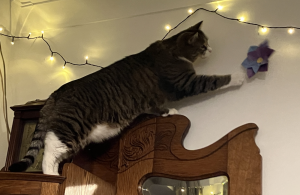 Copurrnicus, a tabby and white cat, stands on top of an antique cabinet, and stretches out a paw to try to reach a hanging decoration in the shape of a flower. 