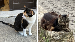 Two cats: A young calico sitting by an open door and a long-haired tabby loafing on a wall.